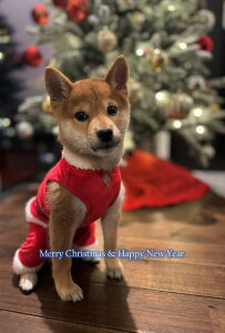 yNX}X̃|XgJ[hzuMerry Christmas & Happy New Yearv}VoČ̃|XgJ[hGt͂