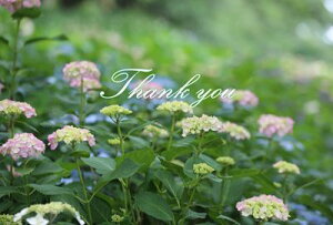 uThank YouvsNAu[̎zԂ̊ӂ`镶|XgJ[hGtnKL͂@photo by MIRO