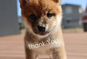 uThank Youv}Vo̎qCN^Ẽ}Vo̕|XgJ[hGtnKL͂@photo by MIRO