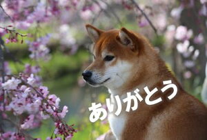 u肪Ƃvӂ̌tCN^Ẽ}VoČ̕|XgJ[hGtnKL͂@photo by MIRO