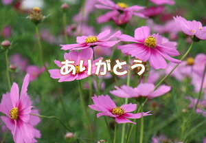 yH̃|XgJ[hzu肪ƂvsNF RXX tnKL yY@photo by MIRO