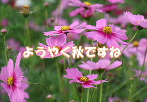 yH̃|XgJ[hzu悤₭HłˁvsNF RXX tnKL yY@photo by MIRO