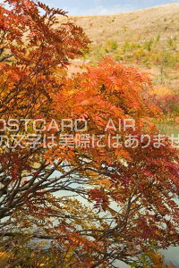 y{̕i|XgJ[hzQnÔRiiJ}ĥ͂nKLt Be/photo by SHIGERU MURASHIGE