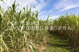 y{̕i|XgJ[hzꌧ{ÓƂє̂͂nKLt Be/photo by SHIGERU MURASHIGE