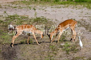 ỹ|XgJ[hAIRzAtJ@{ci@`xCp̂͂nKLt Be/photo by SHIGERU MURASHIGE