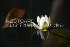 y{̕i|XgJ[hAIRzQnÎsʂɕXC@̂͂nKLt Be/photo by SHIGERU MURASHIGE