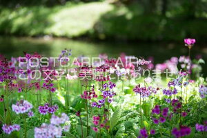 y{̕i|XgJ[hAIRzȖ،TΔȃN\Ê͂nKLt Be/photo by SHIGERU MURASHIGE