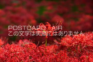 y{̕i|XgJ[hAIRzʌsВcފ݉ԂЂ΂Ȃ̂͂nKLt Be/photo by SHIGERU MURASHIGE