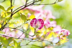 yAEԂ̃|XgJ[hAIRzni~YL̂͂nKLt Be/photo by SHIGERU MURASHIGE