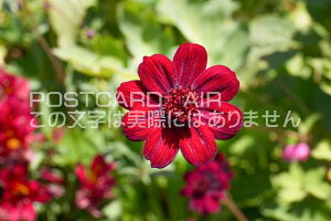 yAEԂ̃|XgJ[hAIRzFRXX̂͂nKLt Be/photo by SHIGERU MURASHIGE