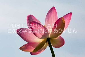 yAEԂ̃|XgJ[hAIRzttstnX̂͂nKLt Be/photo by SHIGERU MURASHIGE