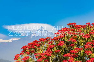 ylp[̕i|XgJ[hAIRzlp[|J}`v`ƃ|CZ`Â͂nKLt Be/photo by SHIGERU MURASHIGE