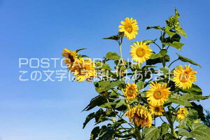 ygR̕i|XgJ[hAIRzЂ܂̂͂nKLt Be/photo by SHIGERU MURASHIGE