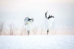 y{̕i|XgJ[hzkCߋ^`Ê͂nKLt Be/photo by SHIGERU MURASHIGE