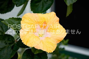 y{̕i|XgJ[hznCnCrXJX̂͂nKLt Be/photo by SHIGERU MURASHIGE