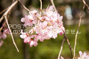 【日本の風景ポストカード】東京都六義園桜のはがきハガキ葉書 撮影/photo by SHIGERU MURASHIGE