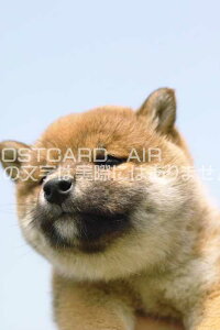 y茢̃|XgJ[hz 炵Č̎qnKL͂Gt