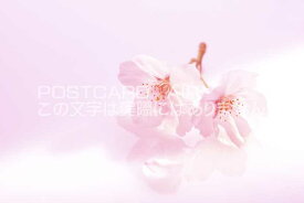 【限定販売　ポストカード】美しい桜のハガキはがき絵葉書