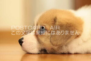 ỹ|XgJ[hz炵q̂͂Gt