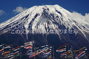 【限定子供の日ポストカード】静岡・山梨富士山と鯉のぼりのポストカードハガキはがき絵葉書