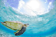 【限定販動物のポストカード】海を泳ぐウミガメの葉書　ハガキはがき