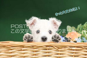 ytœ`|XgJ[hAIRzuƑvvԂ񌢂̗t͂nKL