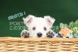 ytœ`|XgJ[hAIRzu܂ĂˁvԂ񌢂̗t͂nKL