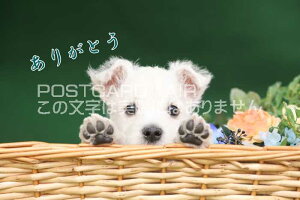 ytœ`|XgJ[hAIRzu肪ƂvԂ񌢂̗t͂nKL