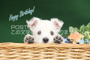 ytœ`|XgJ[hAIRzuHappy Birthday vԂ񌢂̗t͂nKL