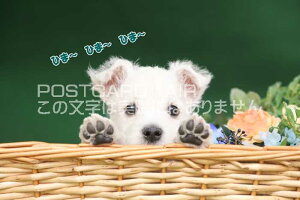 ytœ`|XgJ[hAIRzuЂ܁`Ђ܁`Ђ܁`vq̗t͂nKL