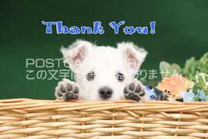 ytœ`|XgJ[hAIRzuThank You vq̗t͂nKL