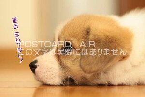 ytœ`|XgJ[hAIRzuŋߖYĂȂ?vq̗t͂nKL