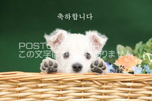 ytœ`|XgJ[hAIRzu肪Ƃv؍̗t͂nKL