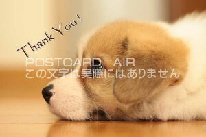 ỹ|XgJ[hAIRzuThank You v pł肪Ƃ`錢̗tE͂EnKL