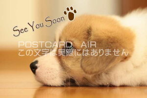 ỹ|XgJ[hAIRzuSee You Soonvpł܂`錢̗tE͂EnKL