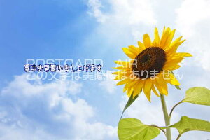 yĂ̈A|XgJ[hzu\グ܂v Ђ܂̃nKL͂Gt