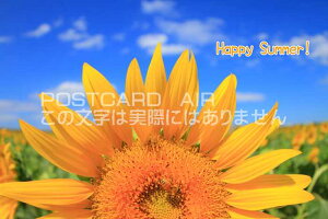 yĂ̌|XgJ[hzuHappy Summer vЂ܂̃nKL͂Gt