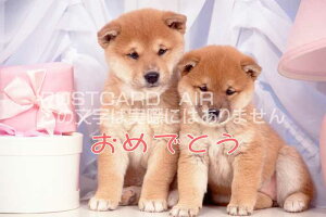 y߂łƂ̃|XgJ[hzu߂łƂvČ̐Ԃ̃nKLt