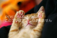 【限定夏の動物ポストカード】子猫が寝ながら万歳の葉書　ハガキはがき