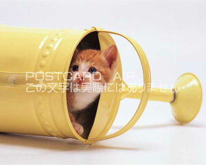 yĂ̓|XgJ[hzqL@JIoĂt@nKL͂