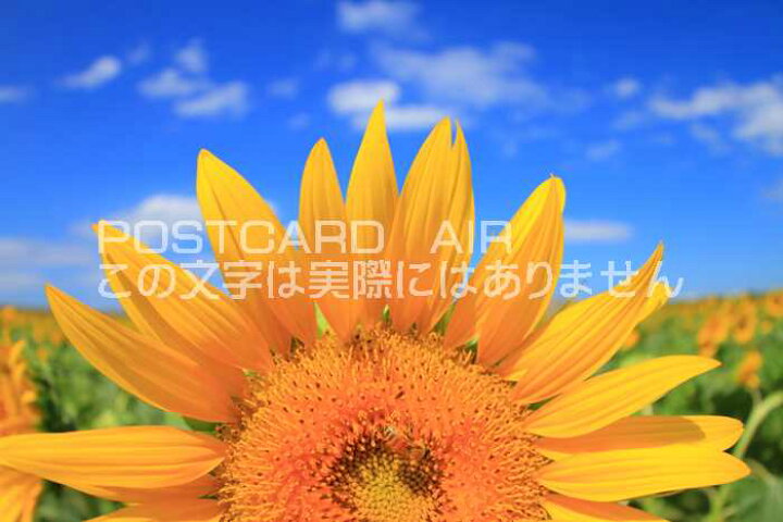 日本正規品 ポストカード お花 水色の空とひまわり3輪 Pin Fw185 Shipsctc Org
