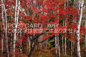 y{̕i|XgJ[hAIRz쌧 썲vSv䒬ƍgt̃|XgJ[ht͂@Photo@byi.com