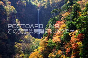 啪 Sd@gt̐k̑̃|XgJ[ht͂@Photo@byi.com