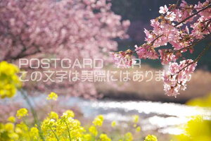 É ɓ@Ɖ͒Í̃|XgJ[ht͂@Photo@byi.com