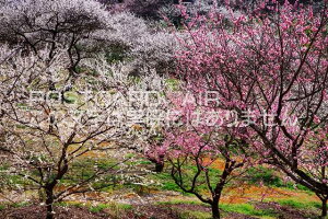 ޗǌ ޗǎs@~т̃|XgJ[ht͂@Photo@byi.com