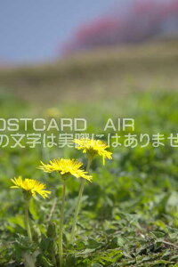 ޗǌ @^||̃|XgJ[ht͂@Photo@byi.com