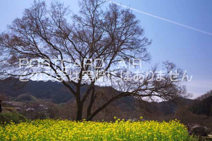楽天市場 奈良県 明日香村 菜の花と巨木のポストカード葉書はがき Photo By絶景 Com ポストカードair