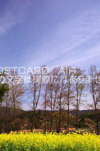 ޗǌ ؂̉Ԕ̃|XgJ[ht͂@Photo@byi.com