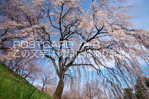 m {s@̃|XgJ[ht͂@Photo@byi.com