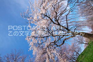 m {s@邵̃|XgJ[ht͂@Photo@byi.com